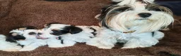 Biewer Terrier dogs for sale: Biewer Terrier Puppies - Boy Wiip & Girl Wiski  in Boston - Advert 1