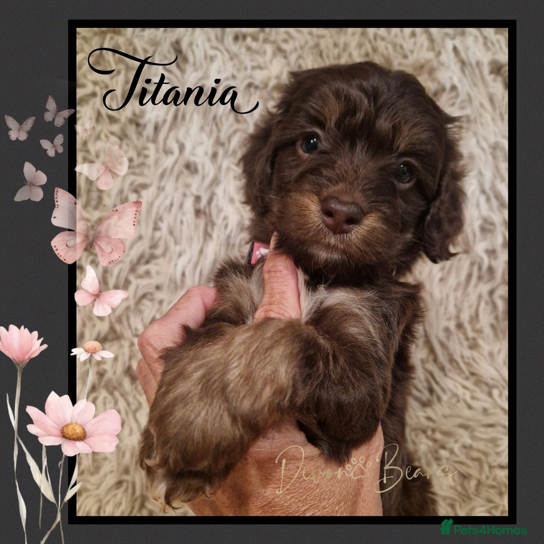 Cockapoo dogs for sale: Chunky health tested stunning English cockerpoos. - Image 16