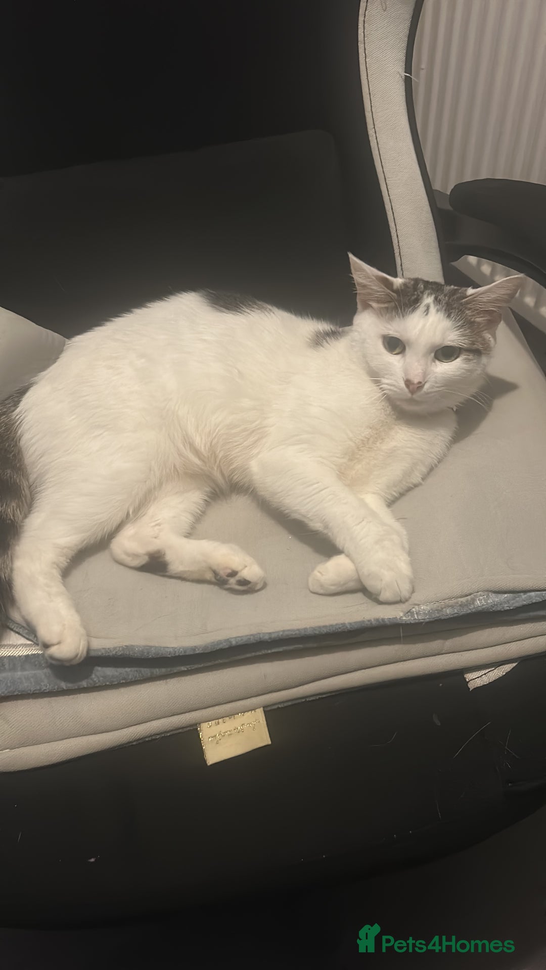 Domestic Shorthair cats for sale: Domestic short hair! - Advert 2