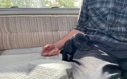 Miniature Dachshund dogs for sale: 3 Black and tan brindle boys - Advert 4