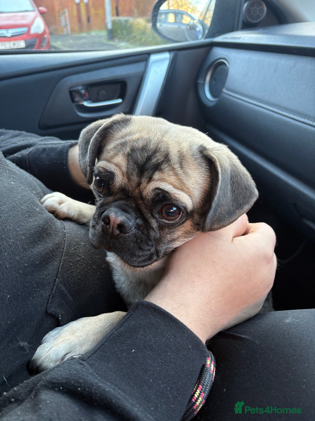 Pug dogs for sale: Male pug - Advert 2