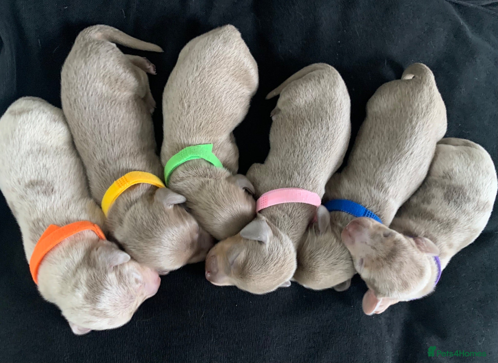Miniature Dachshund dogs 💎 TOP QUALITY KC REG & PRA CLR MINI DACHSHUNDS💎 - Advert 1