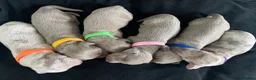 Miniature Dachshund dogs for sale: 💎 TOP QUALITY KC REG & PRA CLR MINI DACHSHUNDS💎 - Advert 1