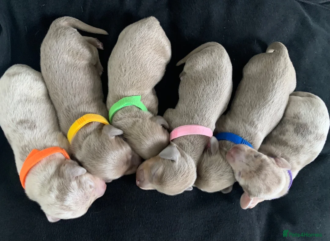Miniature Dachshund dogs for sale: 💎 TOP QUALITY KC REG & PRA CLR MINI DACHSHUNDS💎 - Advert 1