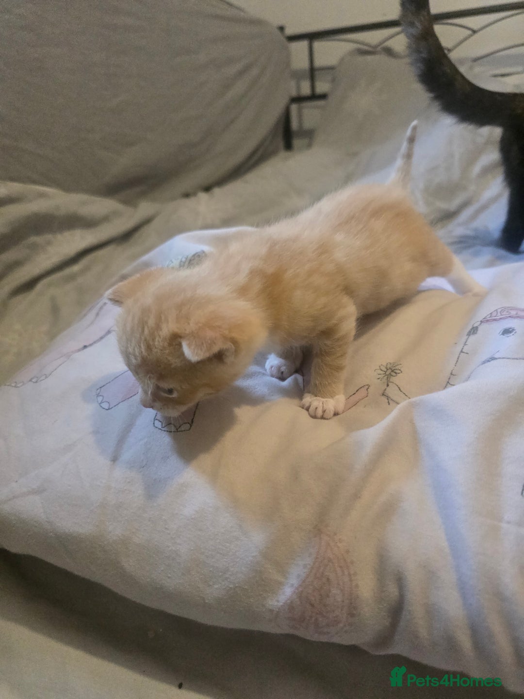 Domestic Shorthair cats for sale: Black and white female left  - Image 3