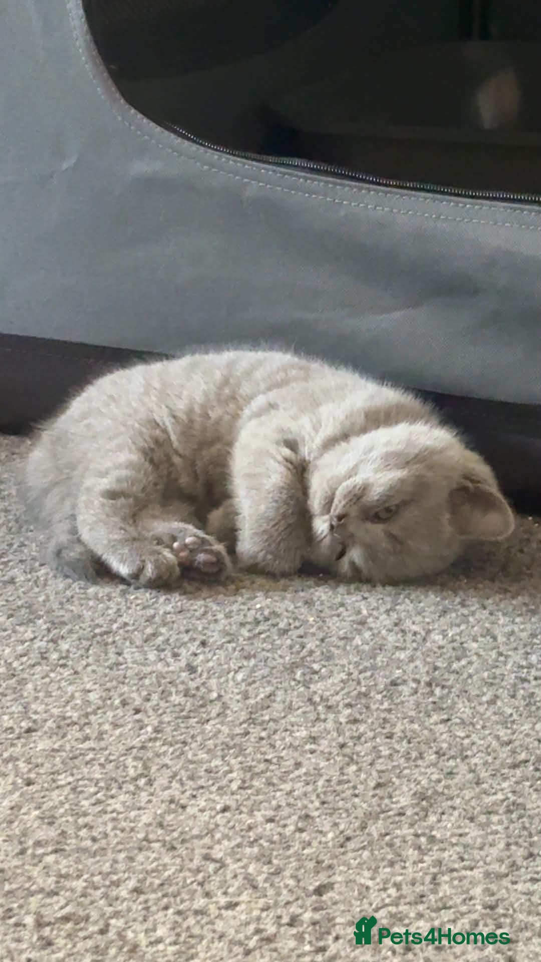 British Shorthair cats  Outstanding Chunky GCCF Pedigree BSH Kittens  - Advert 2