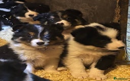 Border Collie dogs for sale: Beautiful Border Collie Pups - Image 1