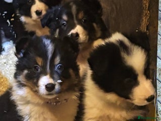 Border Collie dogs for sale - Advert 1