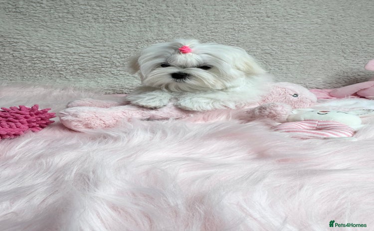 Maltese dogs in Leven - Advert 3