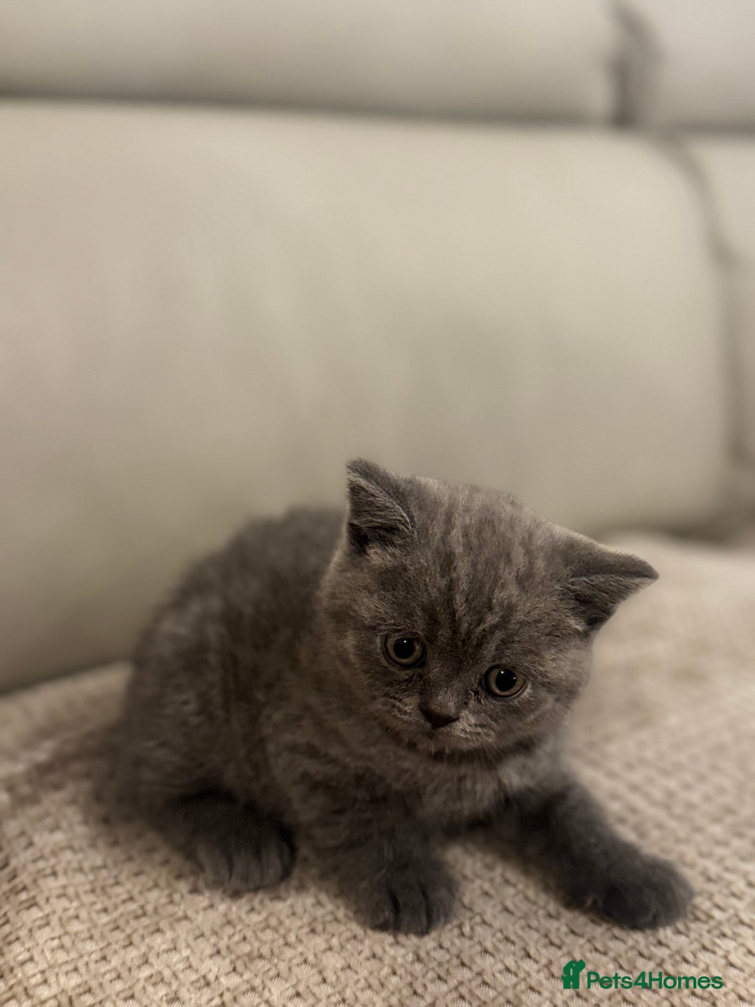 British Shorthair cats for sale: British short hair kittens - Advert 20
