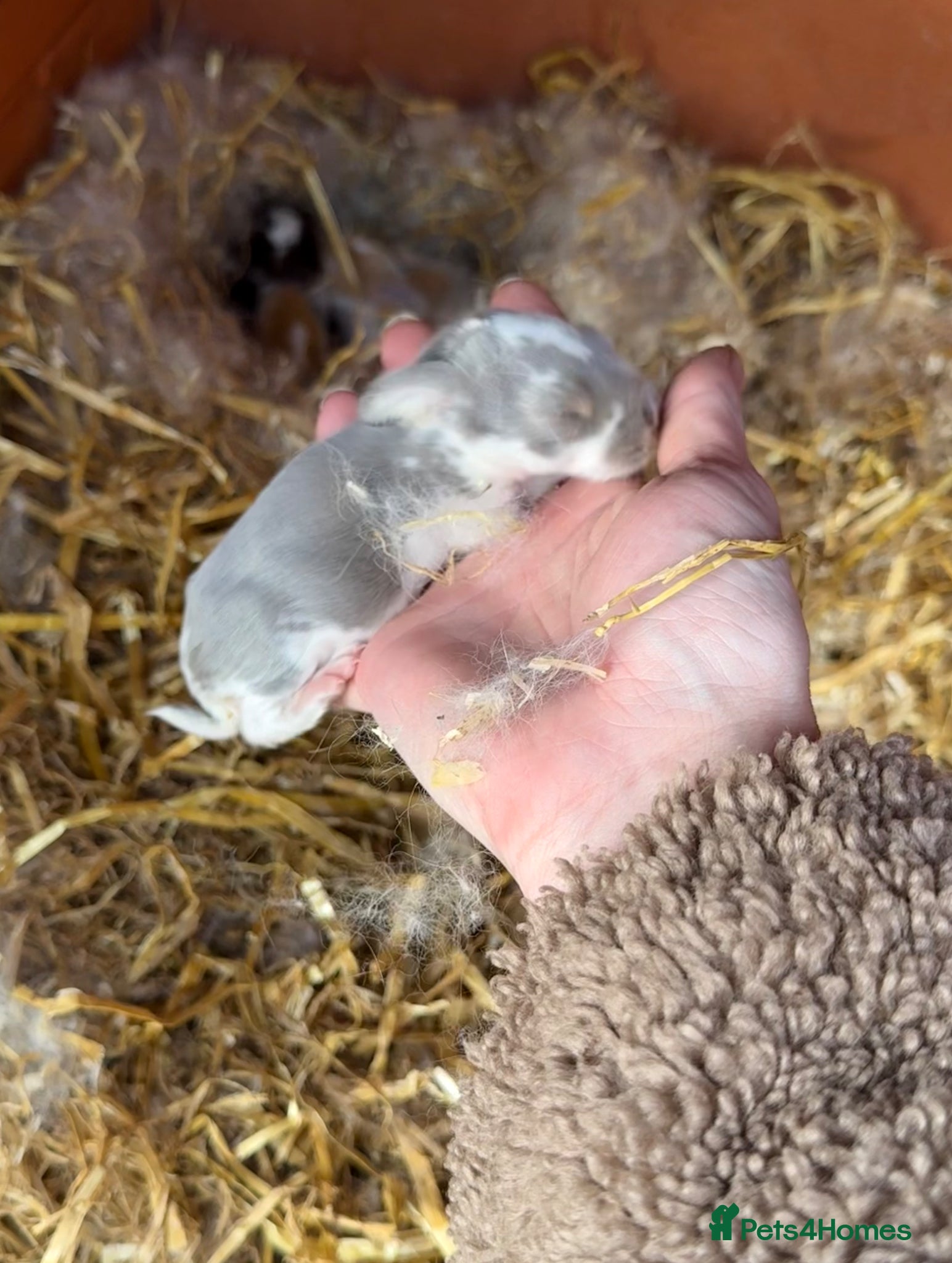 French Lop rabbits 6 x Giant French Lop Bunnies  - Advert 13