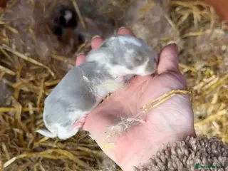 French Lop rabbits 6 x Giant French Lop Bunnies - Advert 13