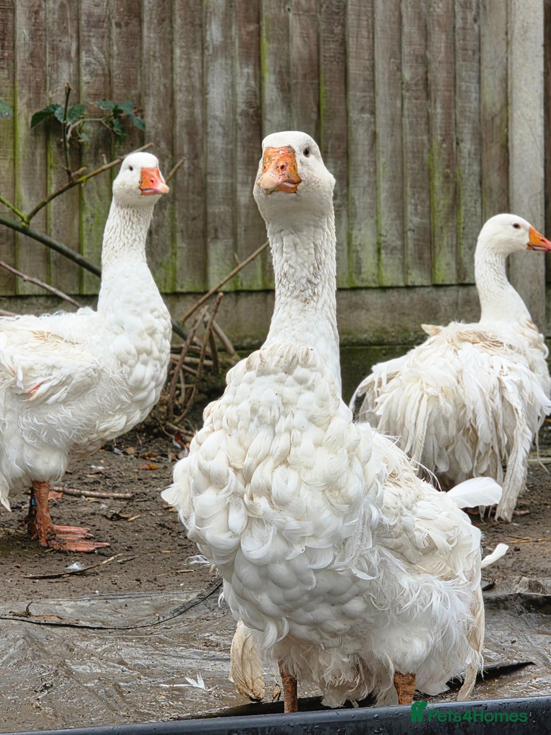 Geese poultry for sale: Sebastopol Ganders - Image 3
