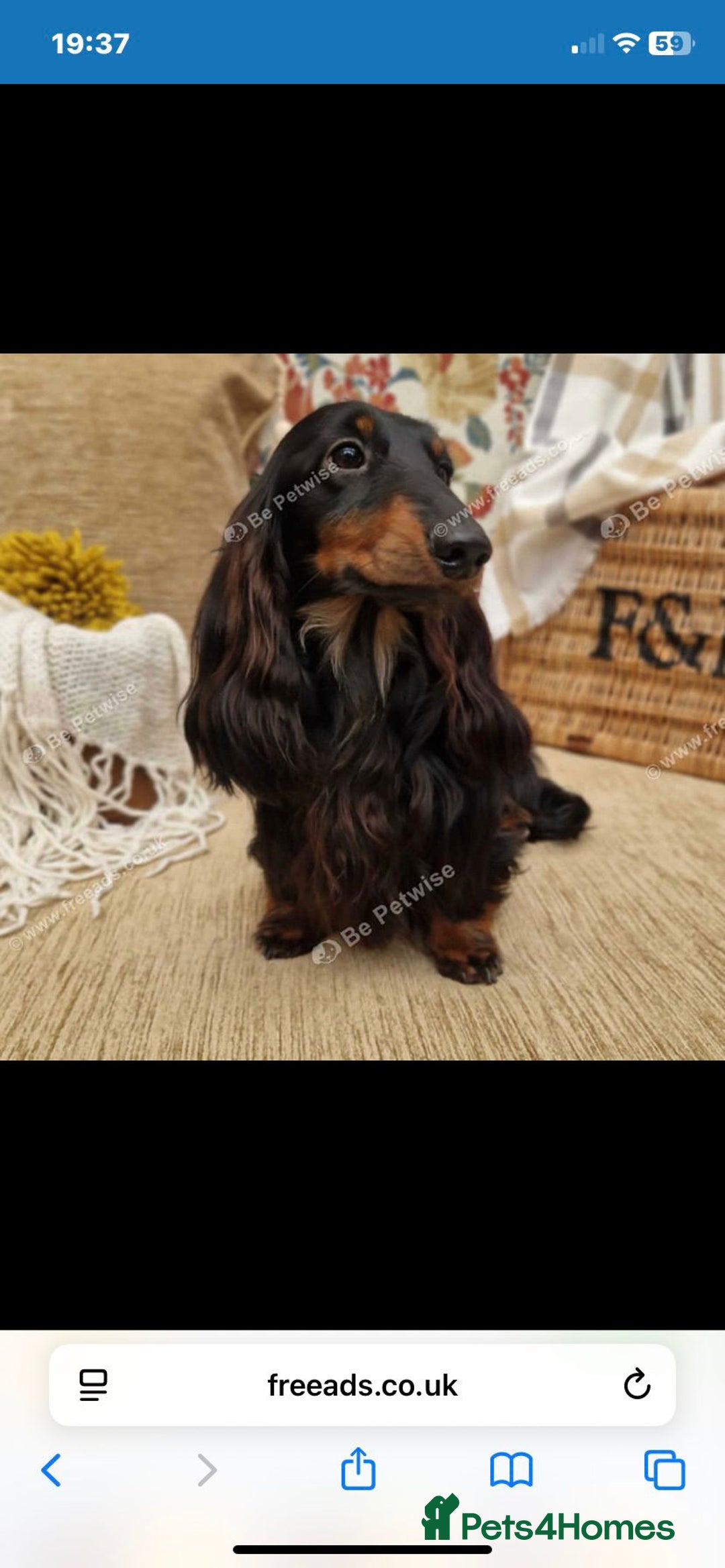 Miniature Dachshund dogs for sale: Stunning top quality miniature dachshund babies  - Advert 9