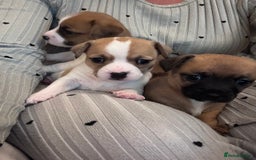 Jack Chi dogs for sale: Jack-chi puppies - Advert 17