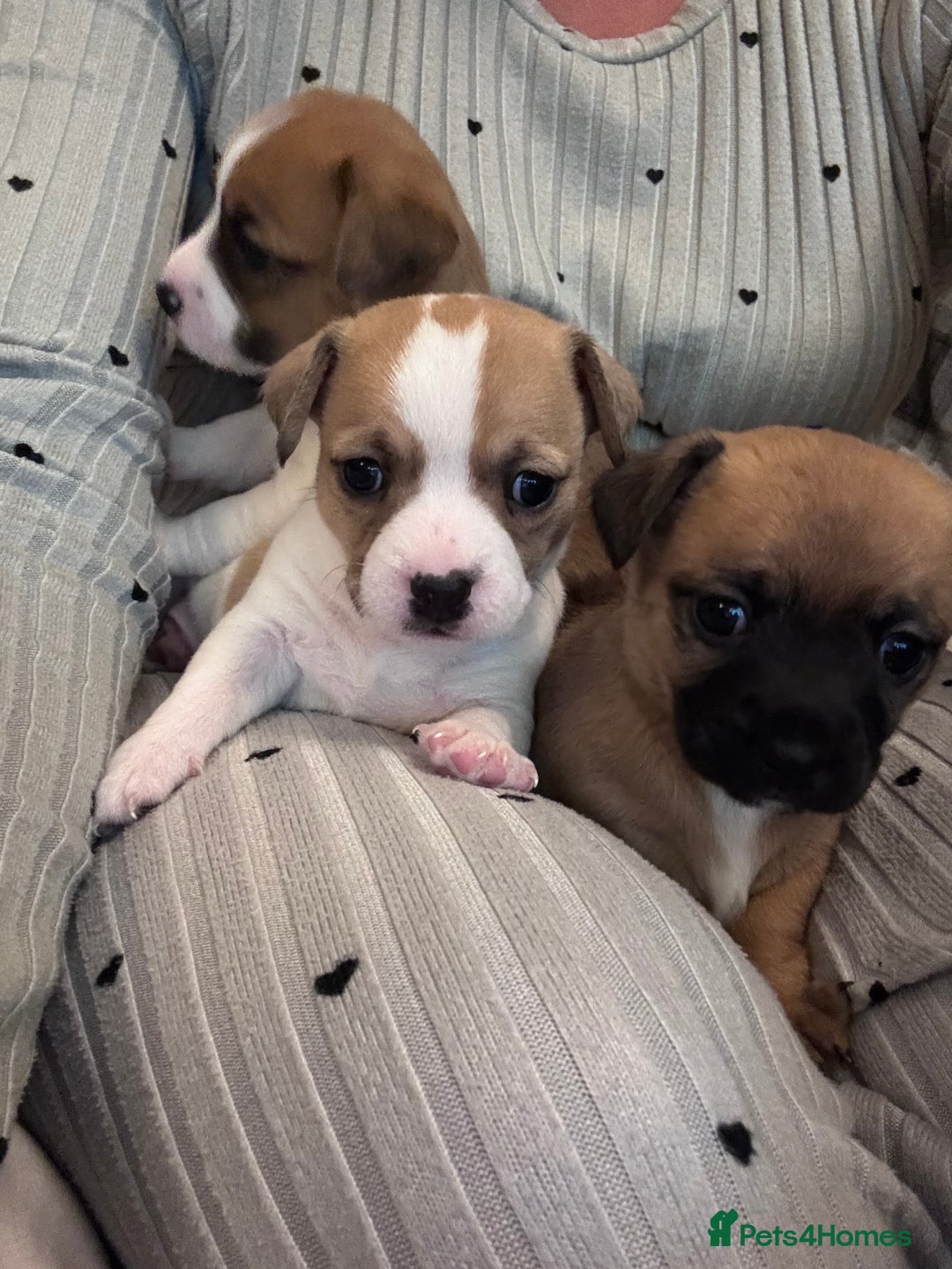 Jack Chi dogs for sale: Jack-chi puppies - Advert 17