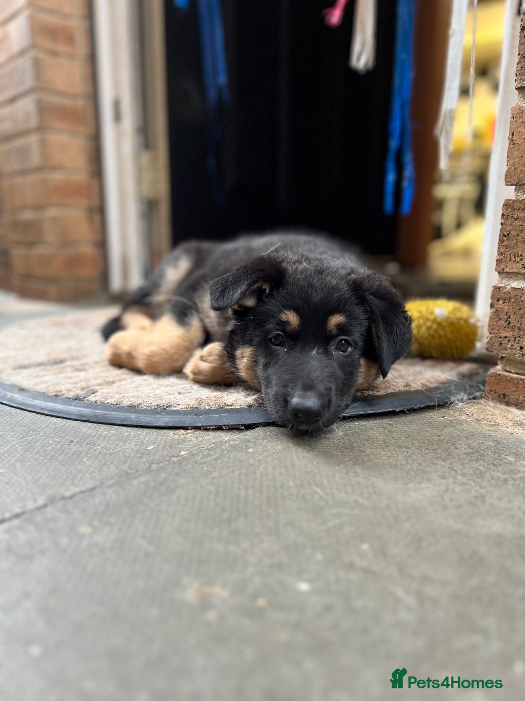 German Shepherd dogs for sale: REDUCED German shepherd puppies 8 was old - Advert 33