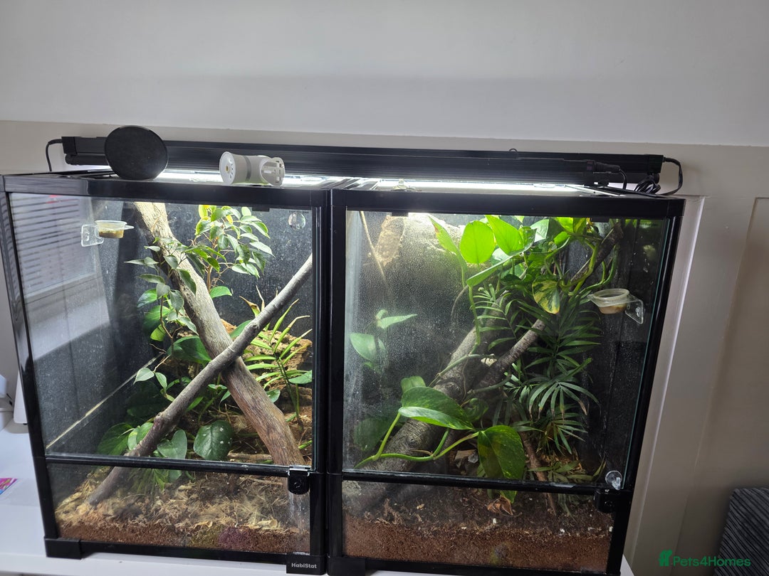 Gecko reptiles for sale: 2x female lilly white with full habistat  - Image 2