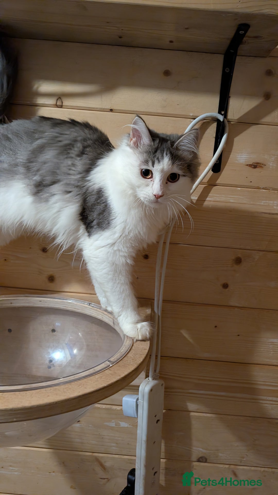 Maine Coon cats for sale: Maine Coon pedigree kittens  - Advert 7