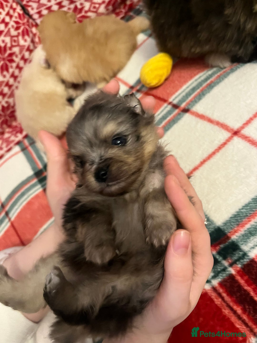 Pomeranian dogs for sale: Stunning Pomeranian puppys - Advert 31