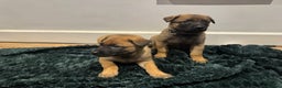 Mixed Breed dogs for sale: Gorgeous GSD X Belgian Malinois Pups Available - Advert 4