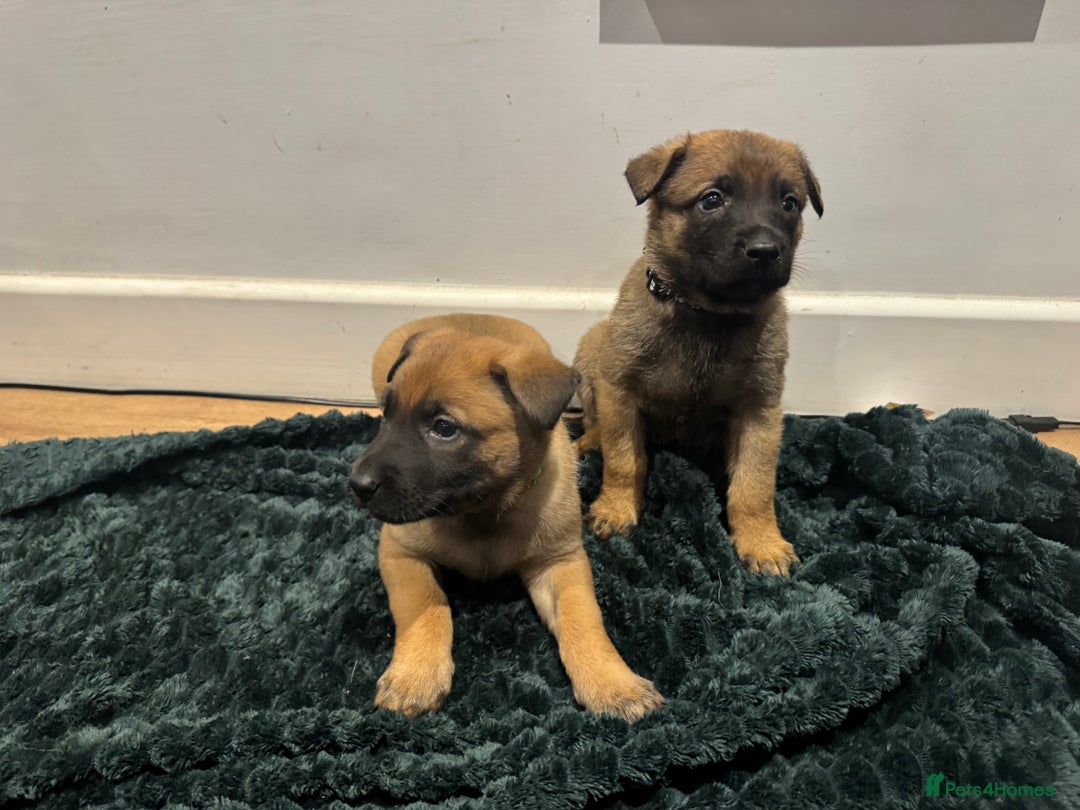Mixed Breed dogs for sale: Gorgeous GSD X Belgian Malinois Pups Available - Advert 4