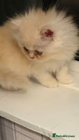 Persian cats Luxury Persian Kittens - - Advert 9