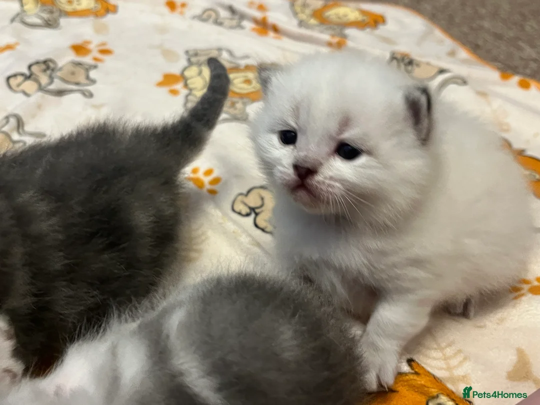 British Shorthair cats for sale: A beautiful kittens British shorthair  - Advert 32