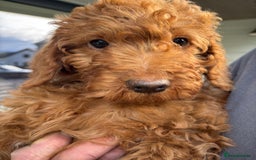 Labradoodle dogs for sale: Ready to leave red curly labradoodles (F1b) - Image 27