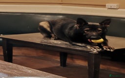 German Shepherd dogs for stud: KENSESQUI SIMBA (Simba) - Image 8