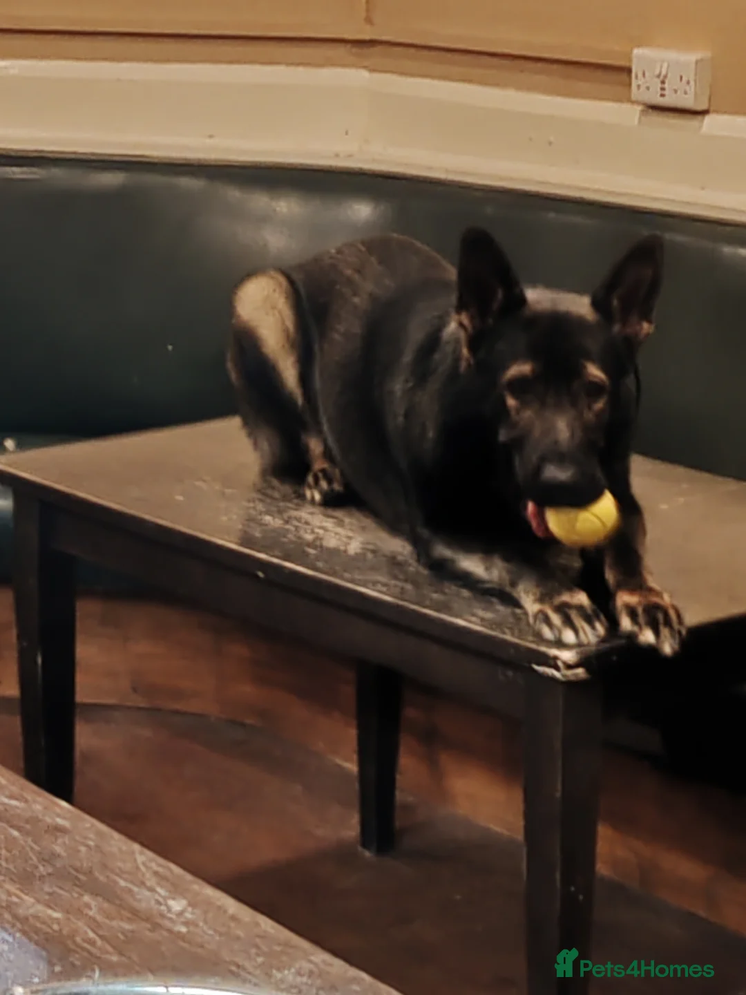 German Shepherd dogs for stud: KENSESQUI SIMBA (Simba) - Advert 13