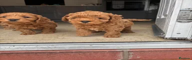 Cavapoo 3