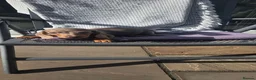 Miniature Dachshund dogs for sale: Dachshund puppies  - Advert 3