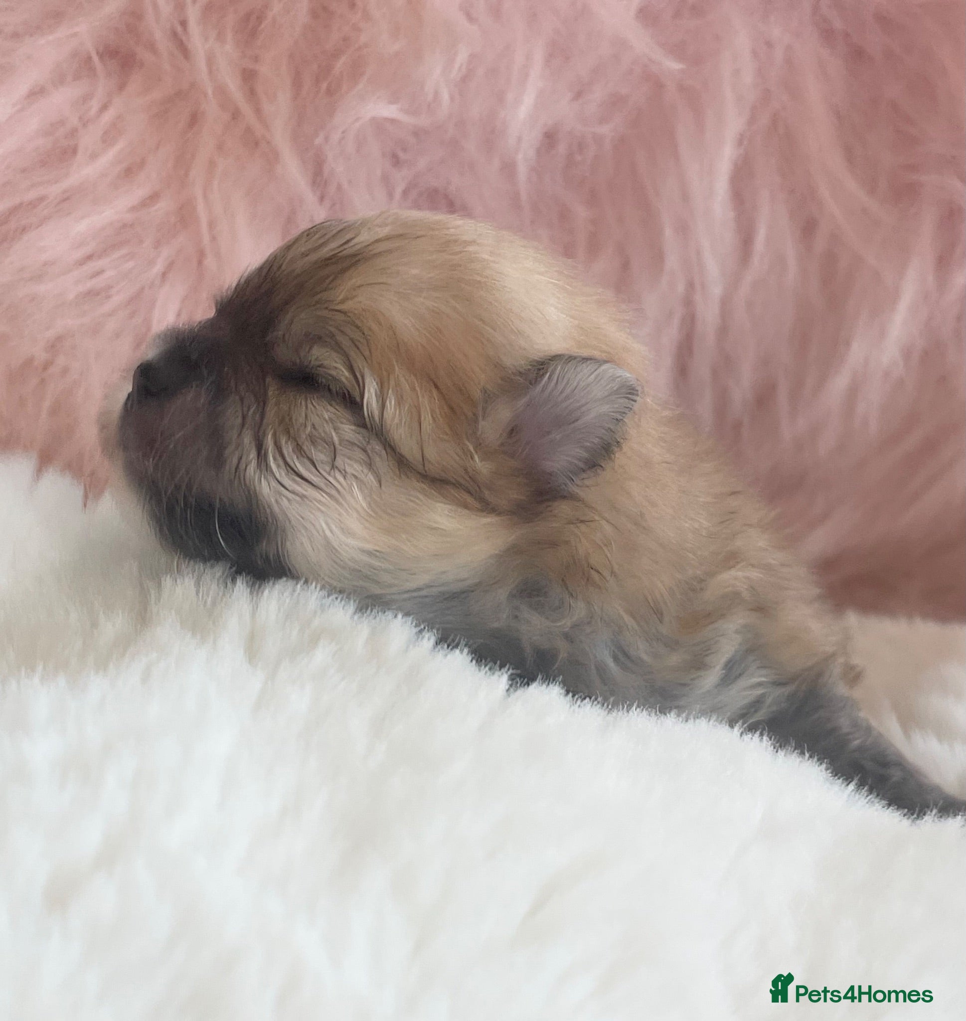 Pomeranian dogs Outstanding KC Tiny baby Poms puppies  - Advert 1