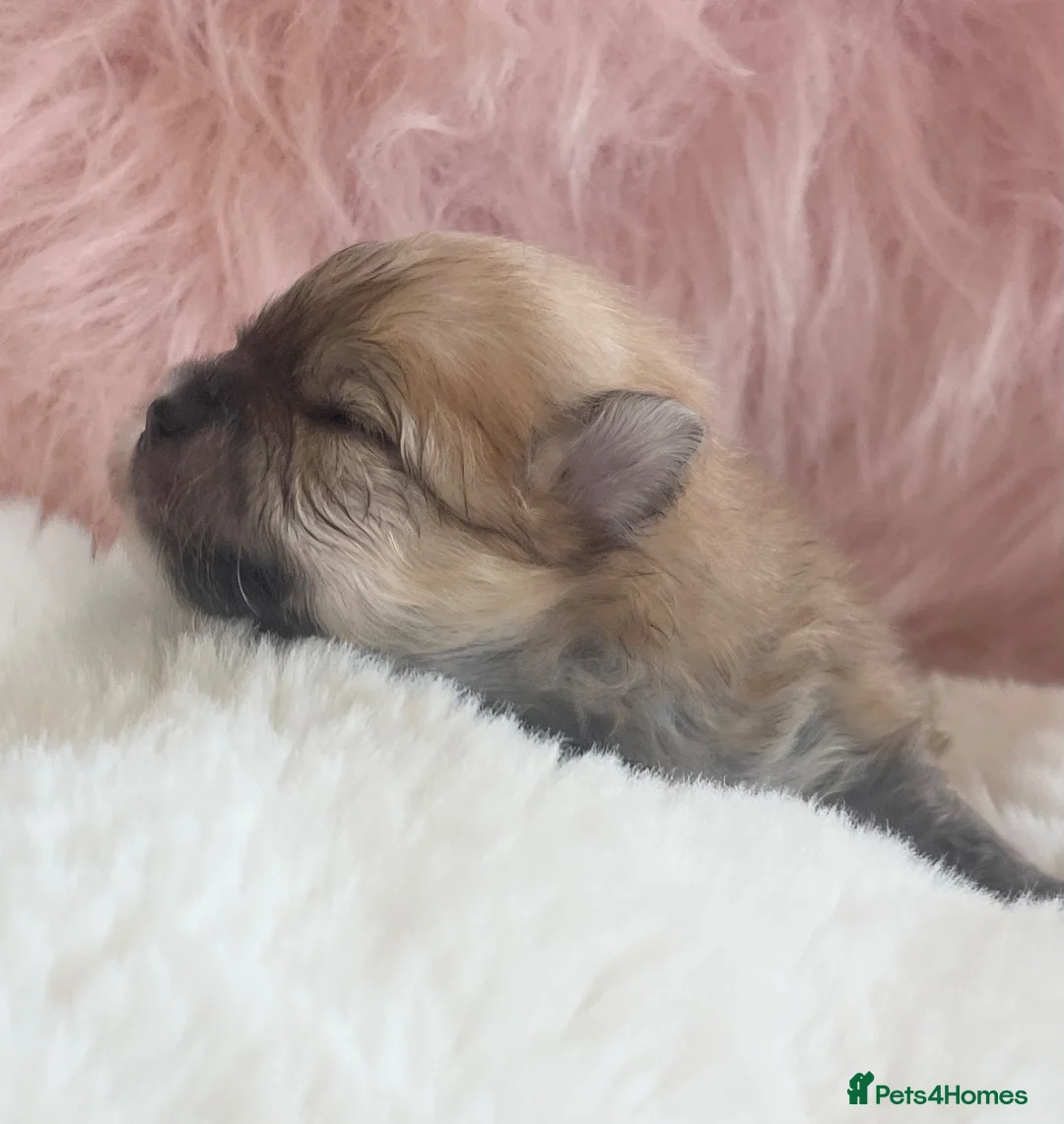 Pomeranian dogs for sale: Outstanding KC Tiny baby Poms puppies  - Advert 1