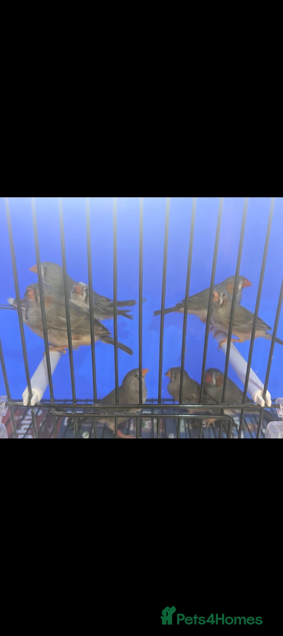 Finches birds Gorgeous zebra finches for sale  - Advert 1