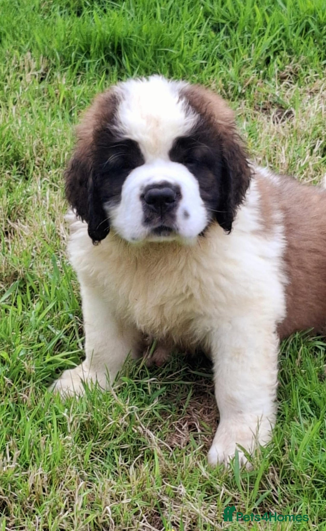 Saint Bernard dogs for sale: KC reg Saint Bernard puppies READY NOW - Image 21