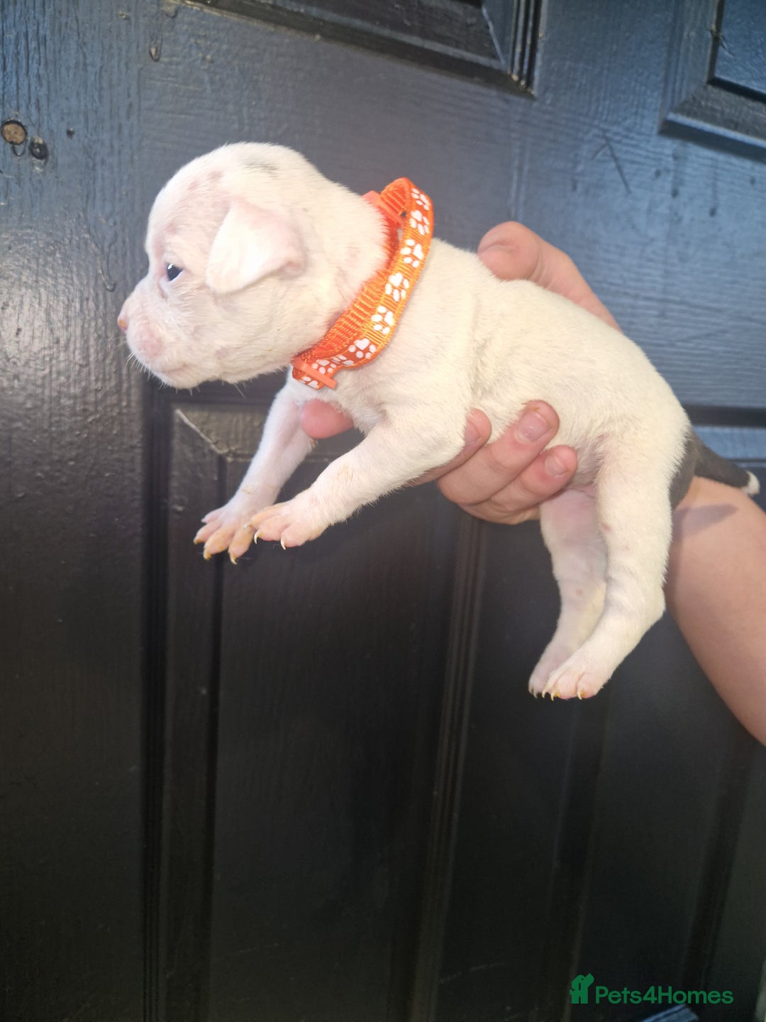 American Bulldog dogs for sale: American  bulldog  pups - Image 10