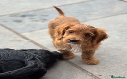 Cockapoo dogs for sale: F1 Adorable CockerPoo Puppies  - Image 11