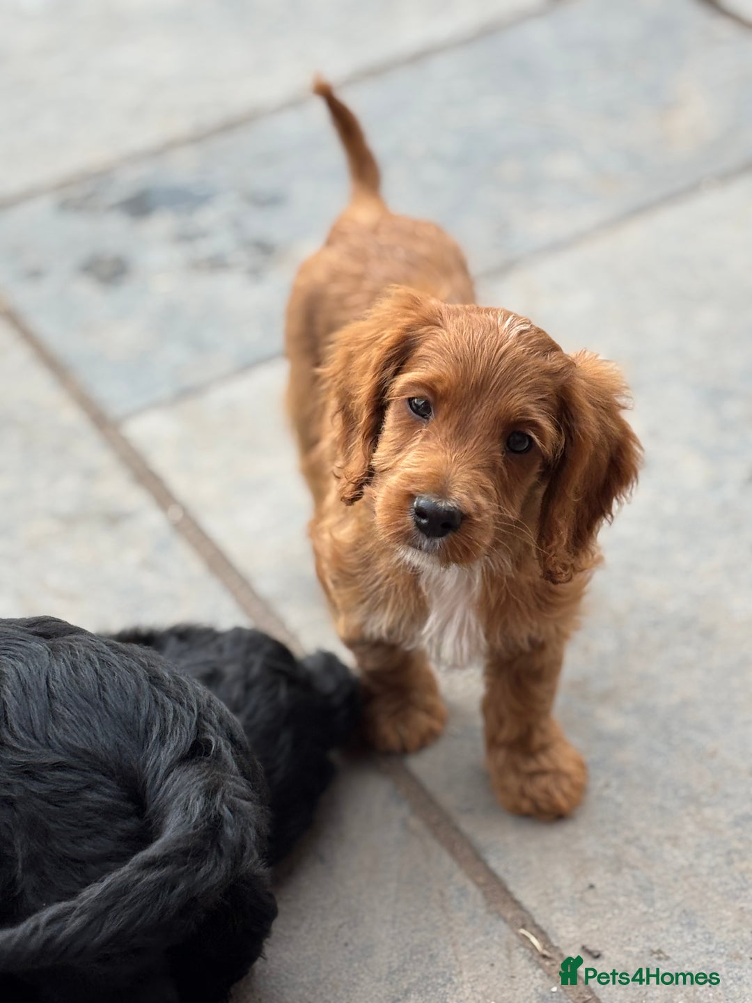 Cockapoo dogs for sale: F1 Adorable CockerPoo Puppies  - Image 11