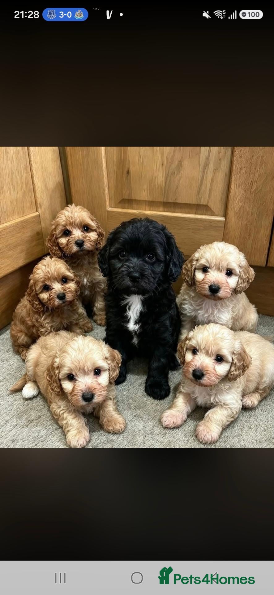 Cockapoo dogs for sale: Beautiful babies  - Advert 16