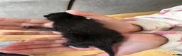 Mixed Breed cats for sale: Beautiful kittens  - Advert 11