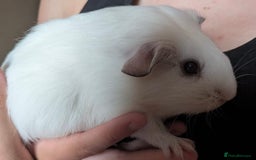 Guinea Pig rodents for sale: Millshake - Image 3
