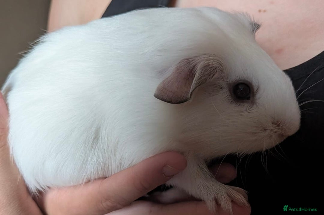 Guinea Pig rodents for sale: Millshake - Image 3