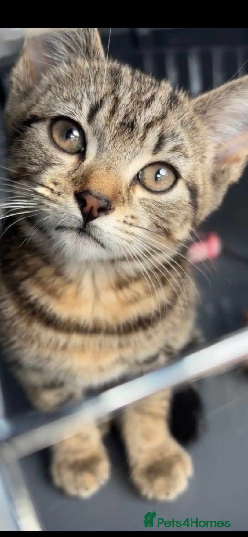 Mixed Breed cats 3 beautiful tabby/Ragamese kittens for sale!! - Advert 7