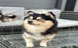 Pomsky dogs for sale: F3 Pomsky Puppies - ready after  **  - Advert 9