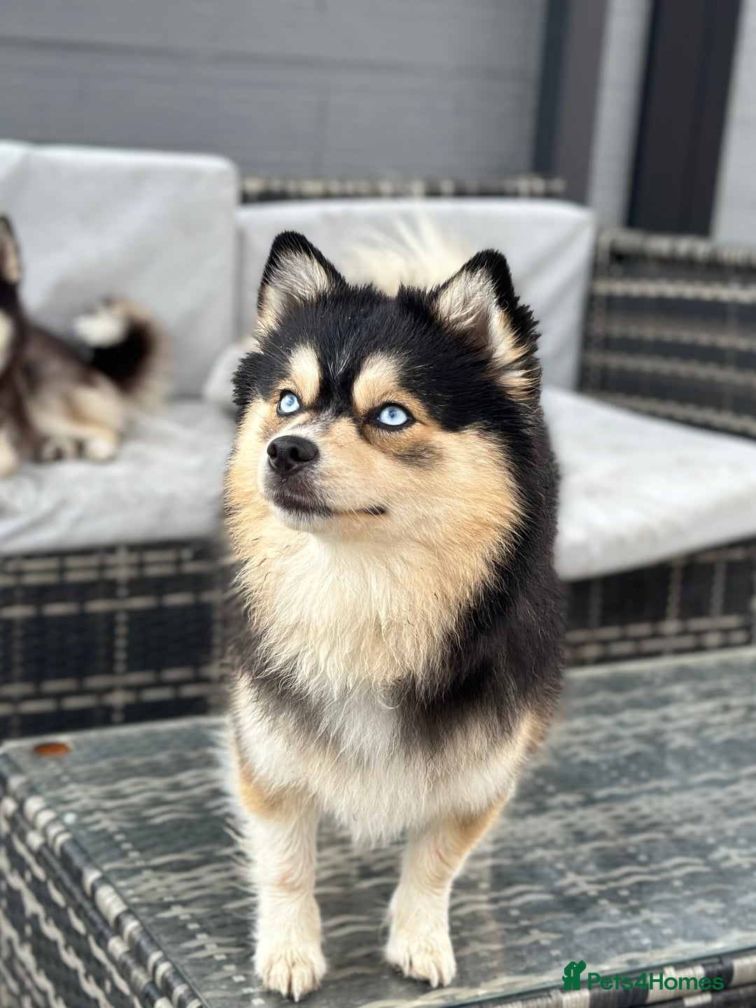 Pomsky dogs for sale: F3 Pomsky Puppies - ready after  **  - Advert 9