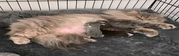 British Longhair cats for sale: Stunning British Longhair Kittens  - Advert 20