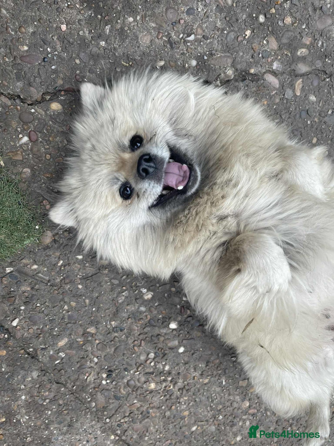Pomeranian dogs for sale: Pomeranian spitzz - Image 5