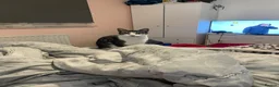 Mixed Breed cats for sale: a big boy ready for adoption  - Advert 4